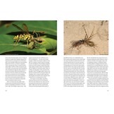 Hymenoptera - The Natural History & Diversity of Wasps, Bees & Ants