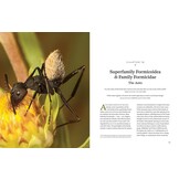 Hymenoptera - The Natural History & Diversity of Wasps, Bees & Ants