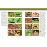 Hymenoptera - The Natural History & Diversity of Wasps, Bees & Ants