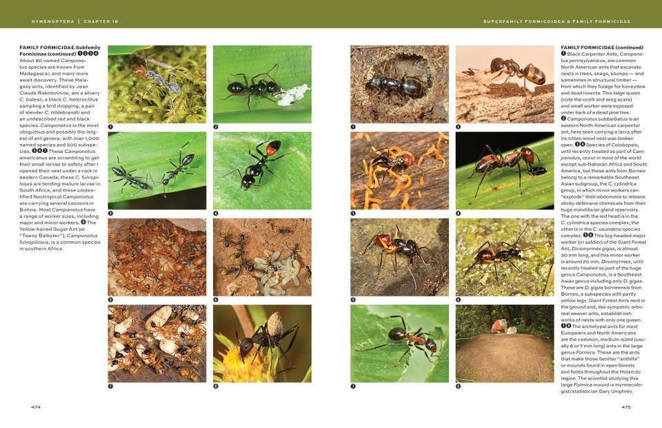 Hymenoptera - The Natural History & Diversity of Wasps, Bees & Ants