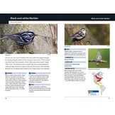 Warblers of Eastern North America