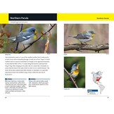 Warblers of Eastern North America
