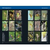 Warblers of Eastern North America