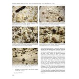 Flora of Lichenicolous Fungi, Volume 1: Basidiomycota