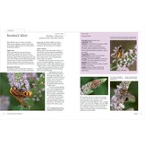 Planting for Pollinators - Creating a Garden Haven