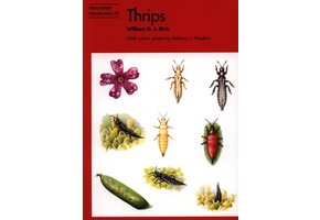 Thrips