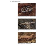 Animals under logs and stones