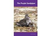 The Purple Sandpiper