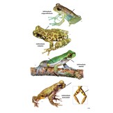 Pocket Guide to the Amphibians and Reptiles of Costa Rica