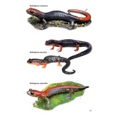 Pocket Guide to the Amphibians and Reptiles of Costa Rica