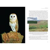 The Barn Owl - Guardian of the Countryside