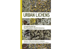 Urban Lichens
