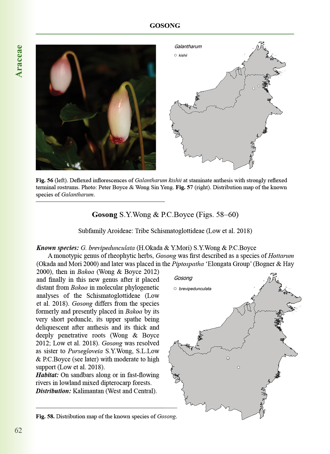 The Endemic Plant Genera in Borneo