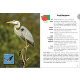 Birds of Washington Field Guide