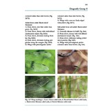 Dragons and Damsels - An Identification Guide to the British and Irish Odonata