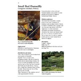 Dragons and Damsels - An Identification Guide to the British and Irish Odonata