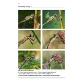 Dragons and Damsels - An Identification Guide to the British and Irish Odonata