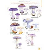 Mushrooms and Toadstools of Britain & Europe Volume 3: Agarics - Part 2