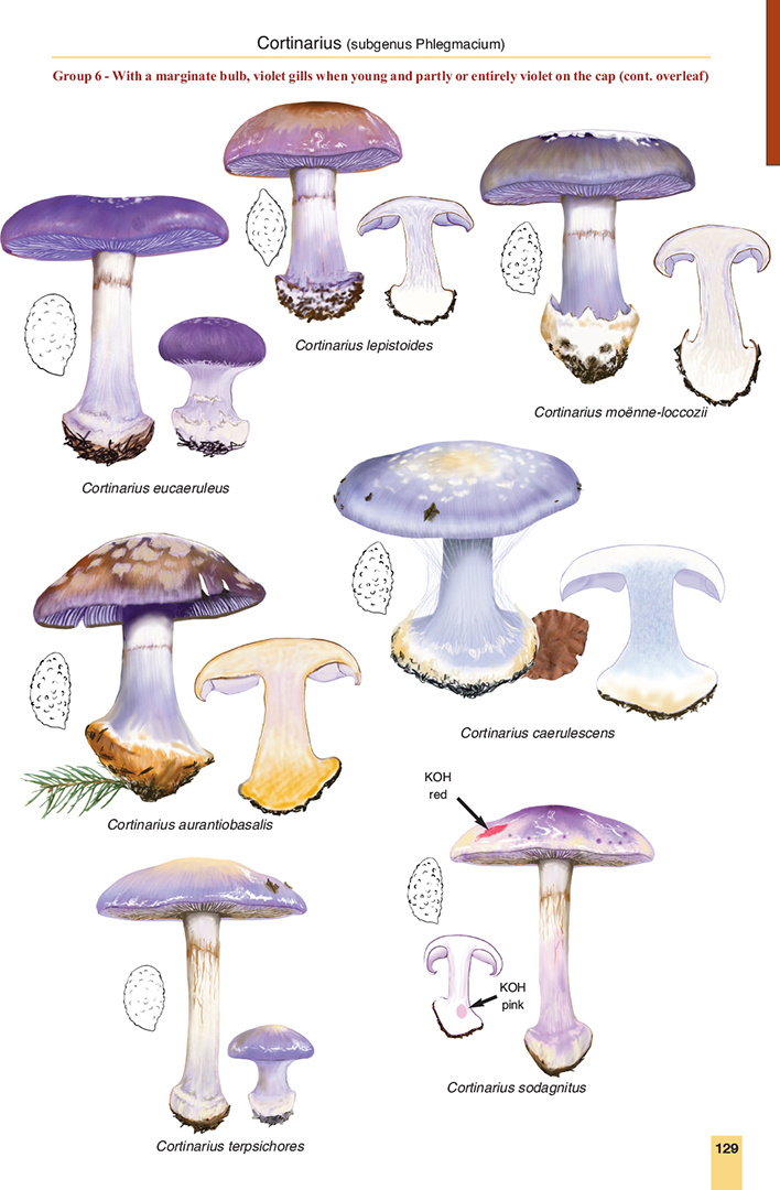 Mushrooms and Toadstools of Britain & Europe Volume 3: Agarics - Part 2