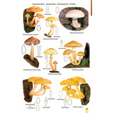 Mushrooms and Toadstools of Britain & Europe Volume 3: Agarics - Part 2