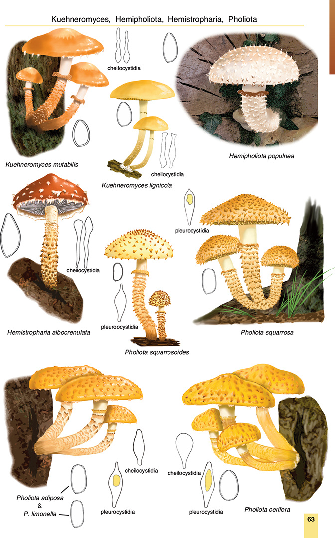 Mushrooms and Toadstools of Britain & Europe Volume 3: Agarics - Part 2