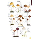 Mushrooms and Toadstools of Britain & Europe Volume 3: Agarics - Part 2