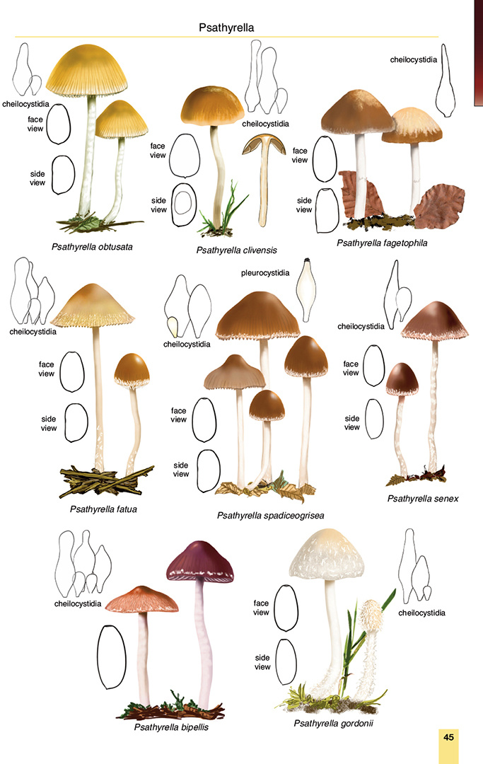 Mushrooms and Toadstools of Britain & Europe Volume 3: Agarics - Part 2
