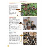 The Genus Cortinarius in Britain