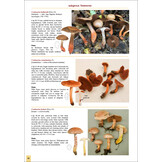 The Genus Cortinarius in Britain