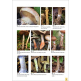 The Genus Cortinarius in Britain