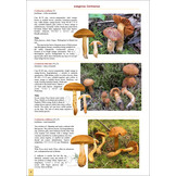 The Genus Cortinarius in Britain