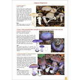 The Genus Cortinarius in Britain