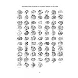 British Milkcaps - Lactarius & Lactifluus