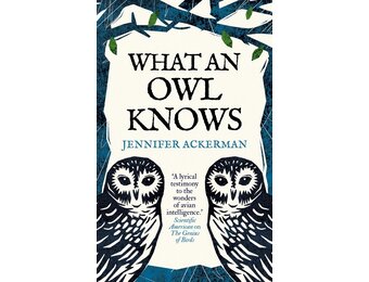 What an owl knows