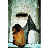 Schwegler Vleermuiskast 2F - Enkele of Dubbele Voorwand