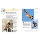 An Identification Guide to Garden Birds of Britain