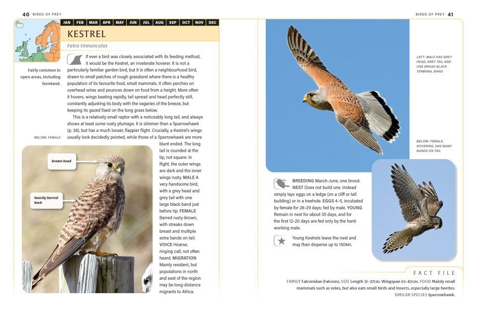 An ID Guide to Garden Birds of Britain