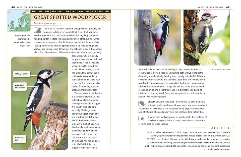 An ID Guide to Garden Birds of Britain