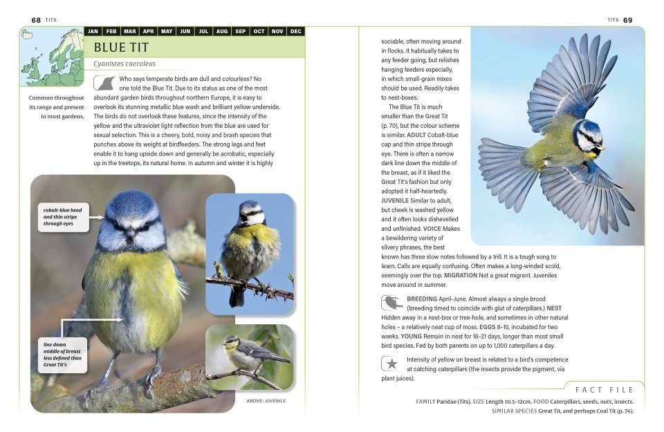 An ID Guide to Garden Birds of Britain