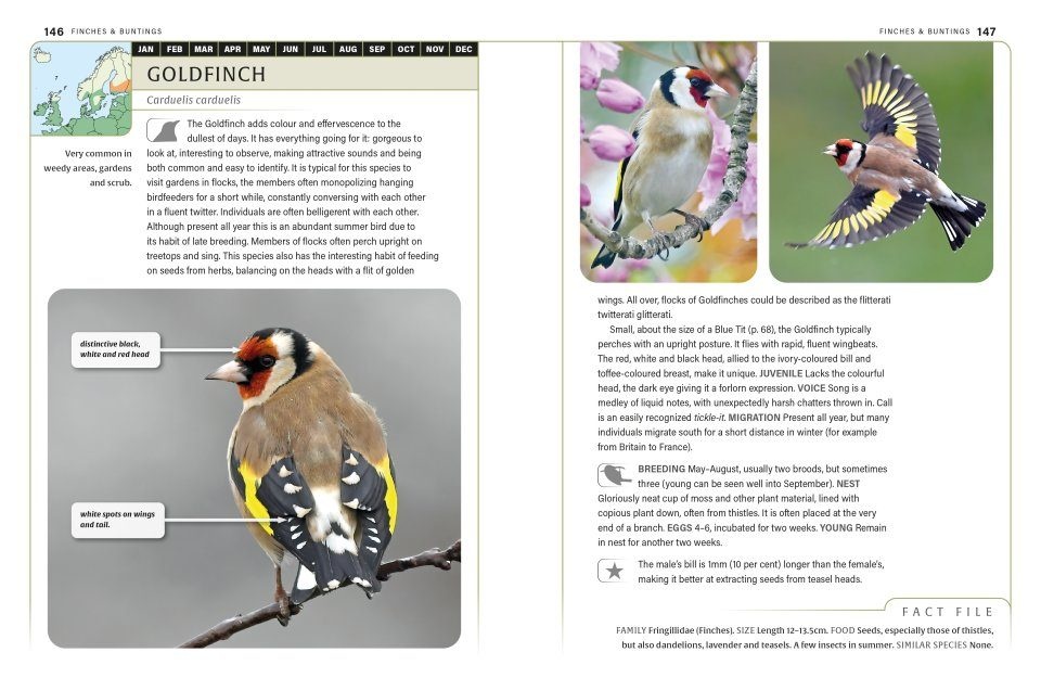 An ID Guide to Garden Birds of Britain