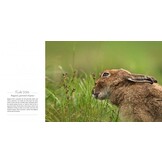 The Secret Life of the Mountain Hare