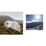 The Secret Life of the Mountain Hare
