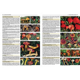 Pilze Mitteleuropas - 3800 Pilzarten schrittweise bestimmen