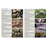 Pilze Mitteleuropas - 3800 Pilzarten schrittweise bestimmen