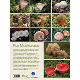 Pilze Mitteleuropas - 3800 Pilzarten schrittweise bestimmen