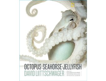 Octopus, Seahorse, Jellyfish