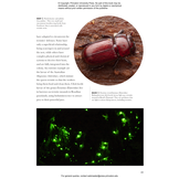 Beetles of the World: A Natural History