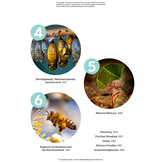 The Complete Insect: Anatomy, Physiology, Evolution, and Ecology