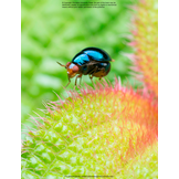 The Complete Insect: Anatomy, Physiology, Evolution, and Ecology