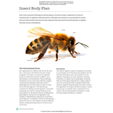 The Complete Insect: Anatomy, Physiology, Evolution, and Ecology